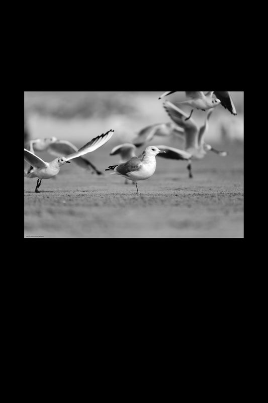 Wandbild "waiting bird"