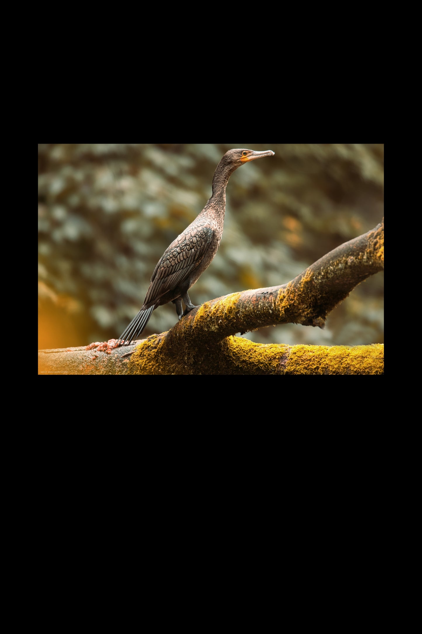 Wandbild "cormorant"