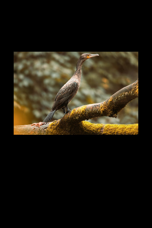Wandbild "cormorant"