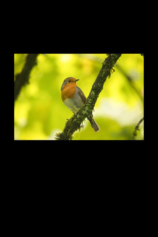 Wandbild "robin brown"