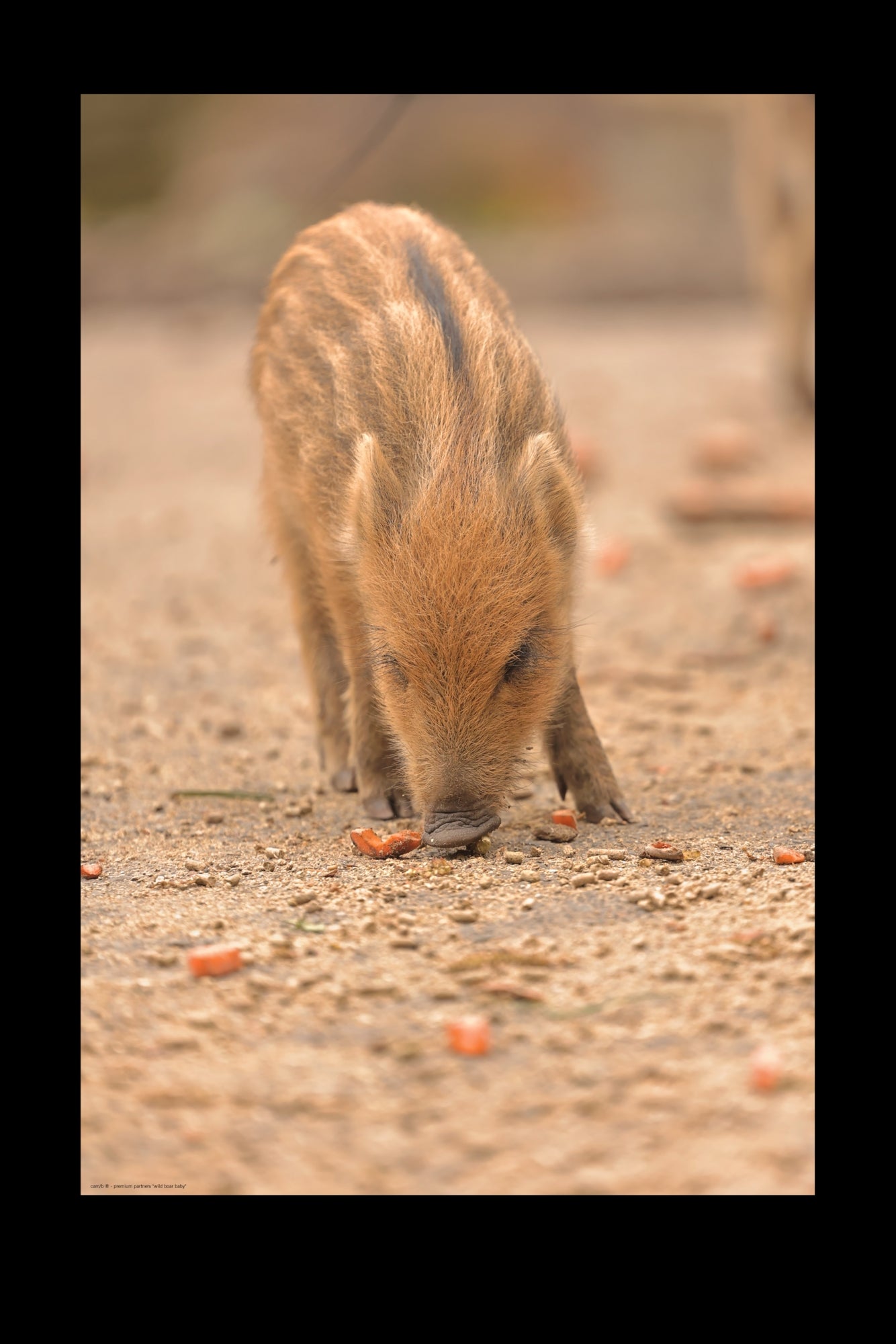 wild boar baby