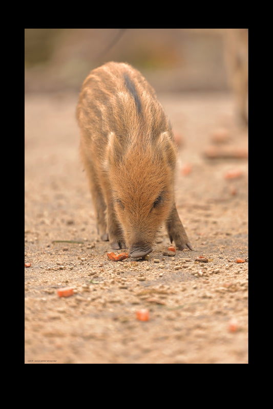 Wandbild "wild boar baby"