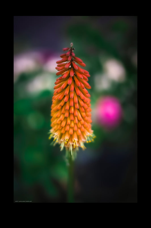 Wandbild "kniphofia uvaria"