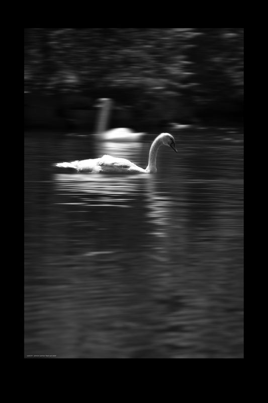 Wandbild "black and white"