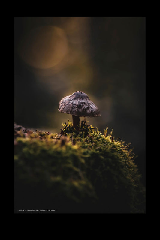 Wandbild "ground of the forest"