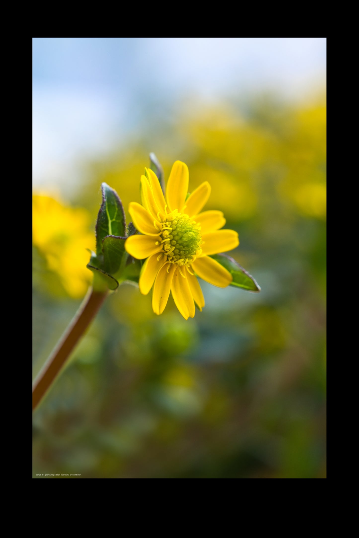 Wall Art "sanvitalia procumbens"