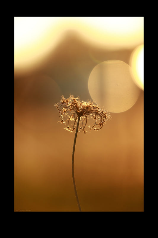 Wandbild "wild carrot"