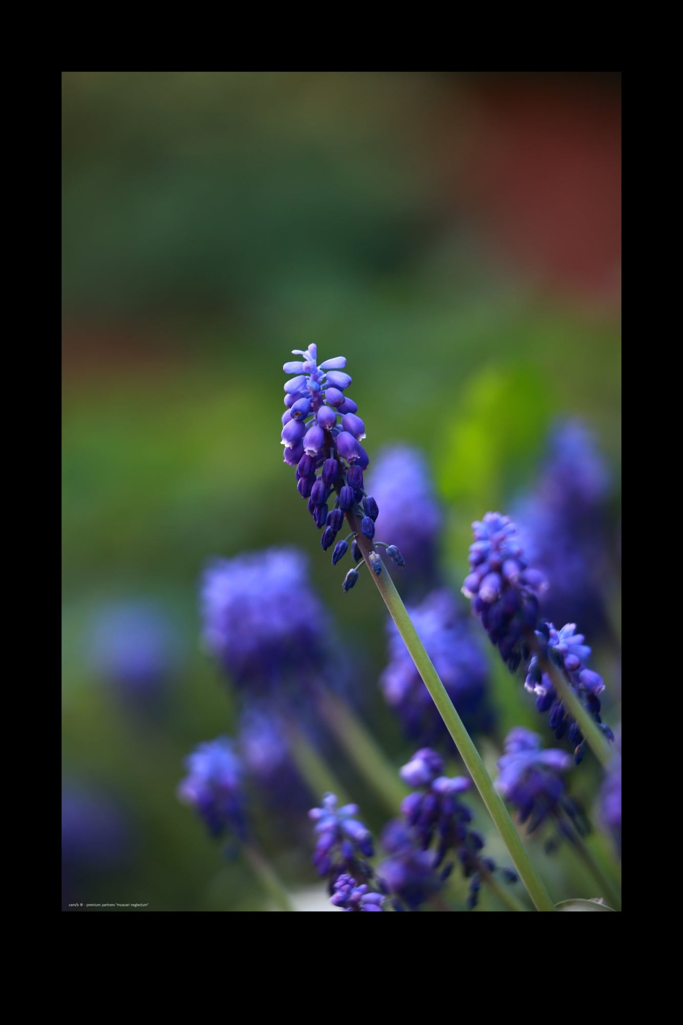 Wandbild "muscari neglectum"