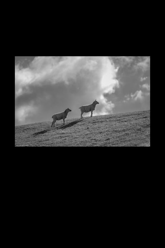 Wandbild "sheep's heaven"