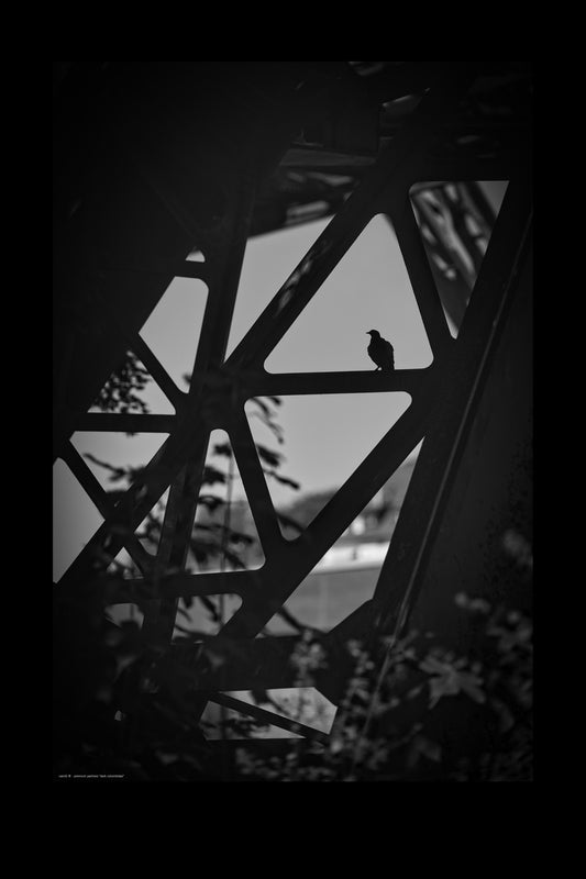 Wandbild "dark columbidae"