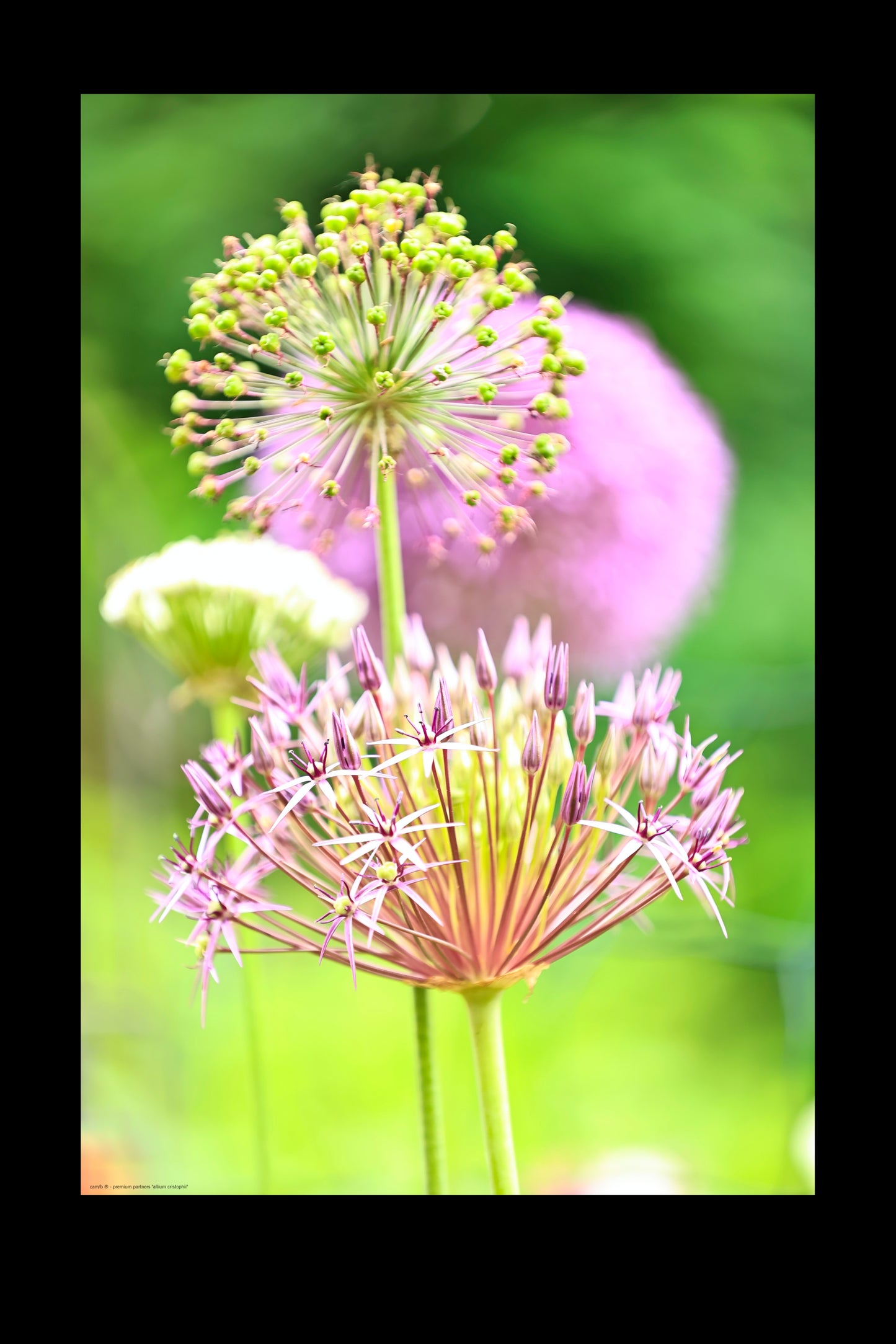 Wandbild "allium cristophii"