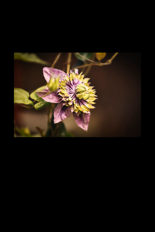 Wandbild "towards the sun"