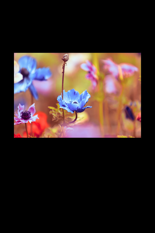 Wandbild "colors of anemone"