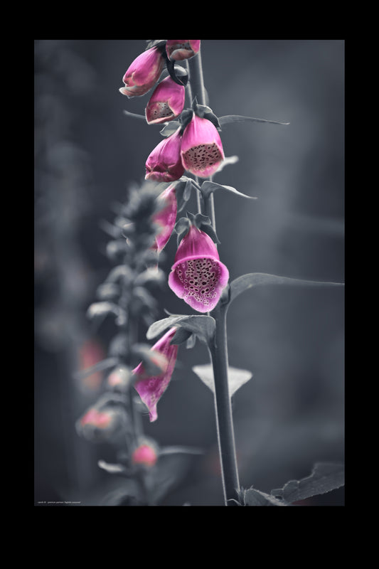 Wandbild "digitalis purpurea"