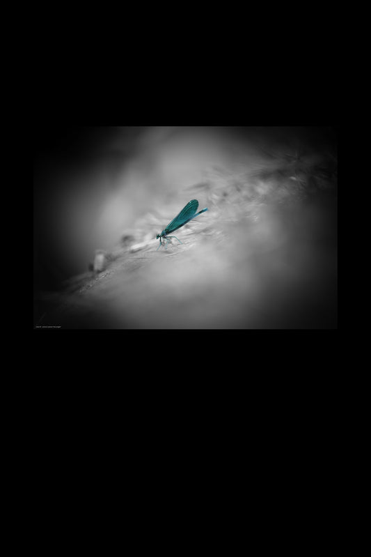 Wandbild "blue winged"