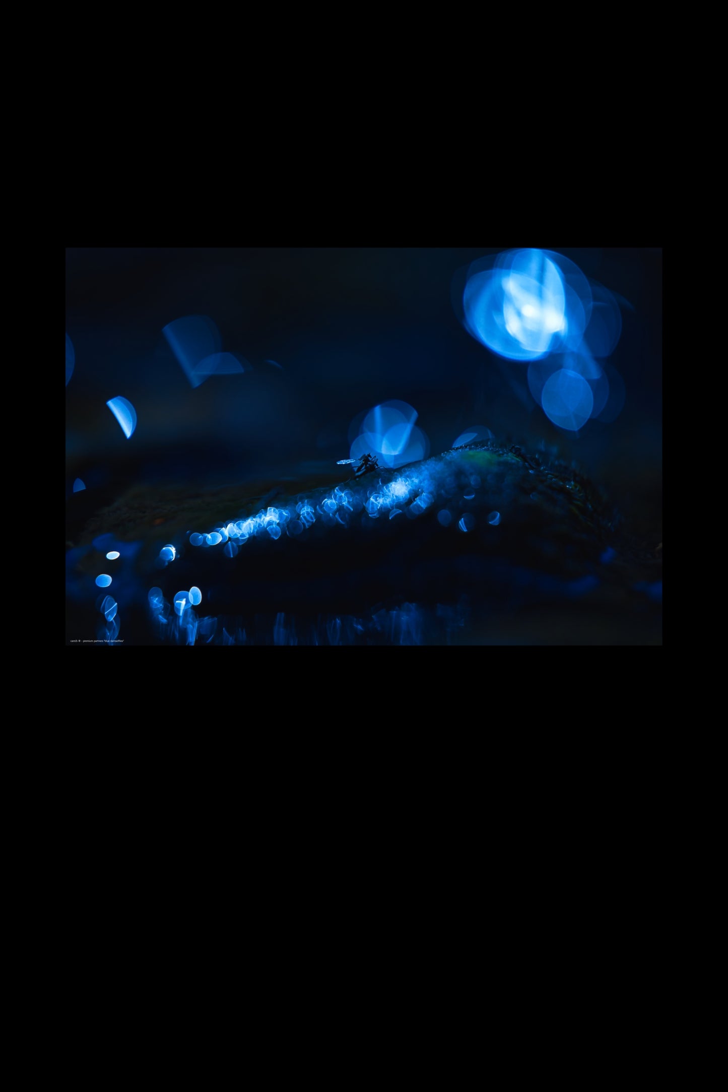 Wandbild "blue damselflies"