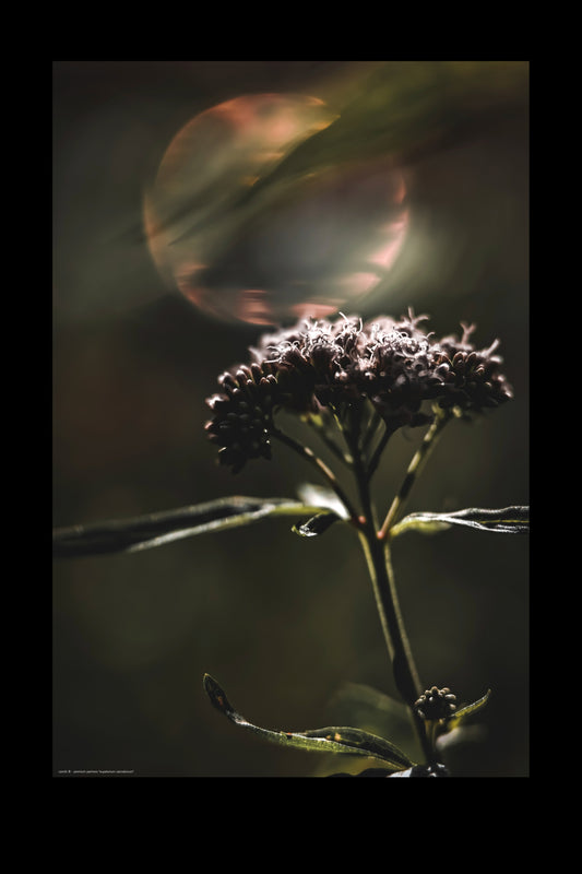 Wall Art "eupatorium cannabinum"