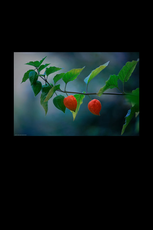 Wall Art "physalis alkekengi"