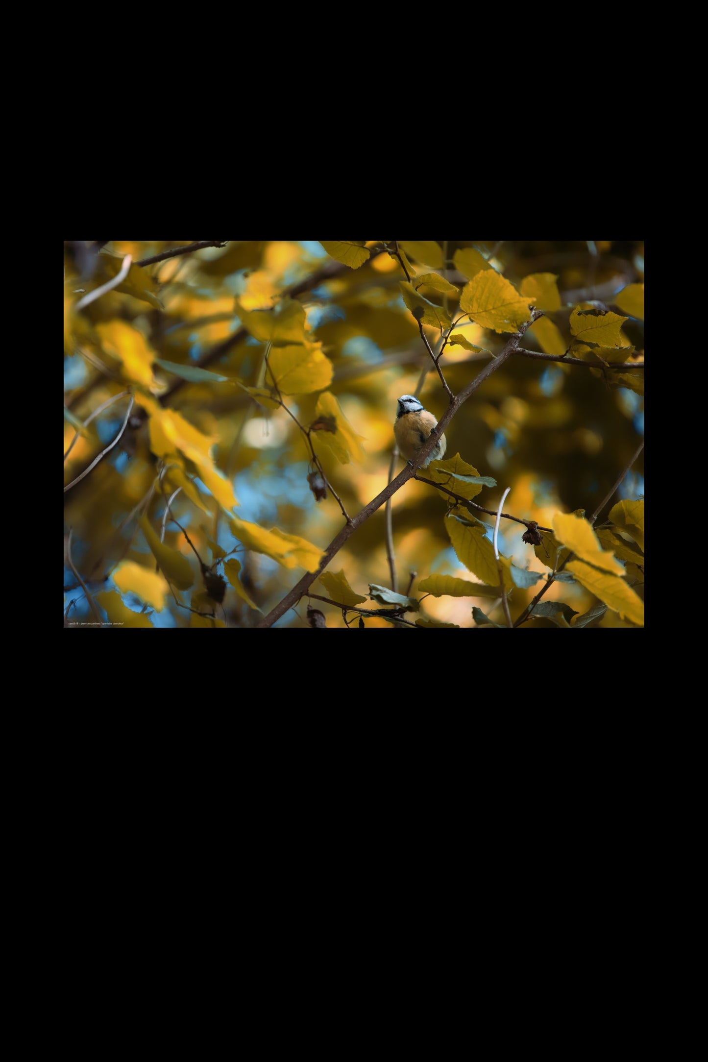 Wandbild "cyanistes caeruleus"