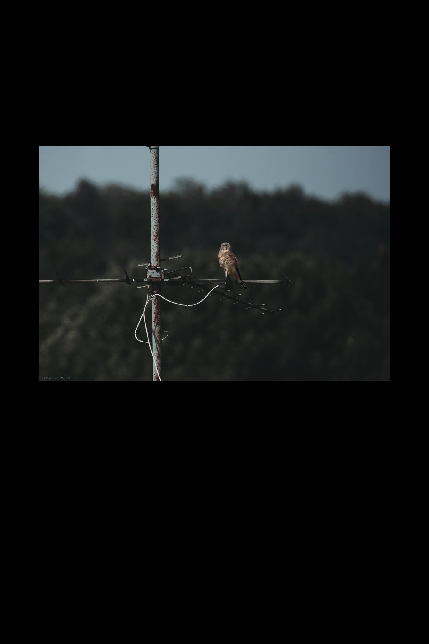 Wandbild "disturbance"