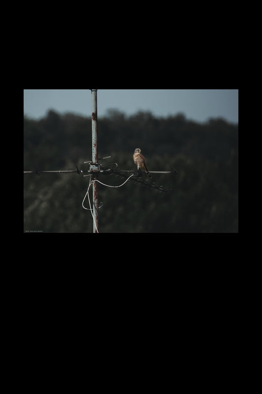 Wandbild "disturbance"