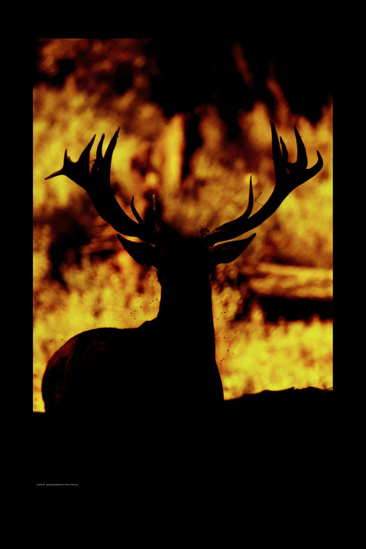 Wandbild "in front of the fire"