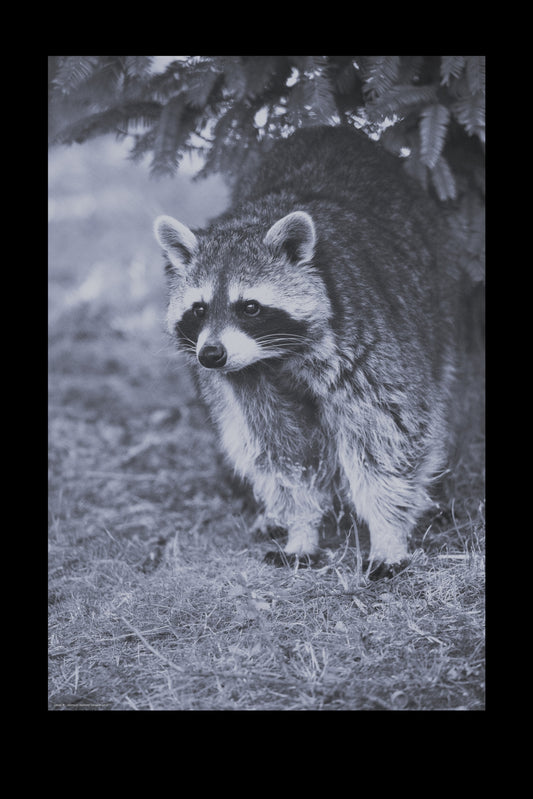 Wandbild "procyon lotor"