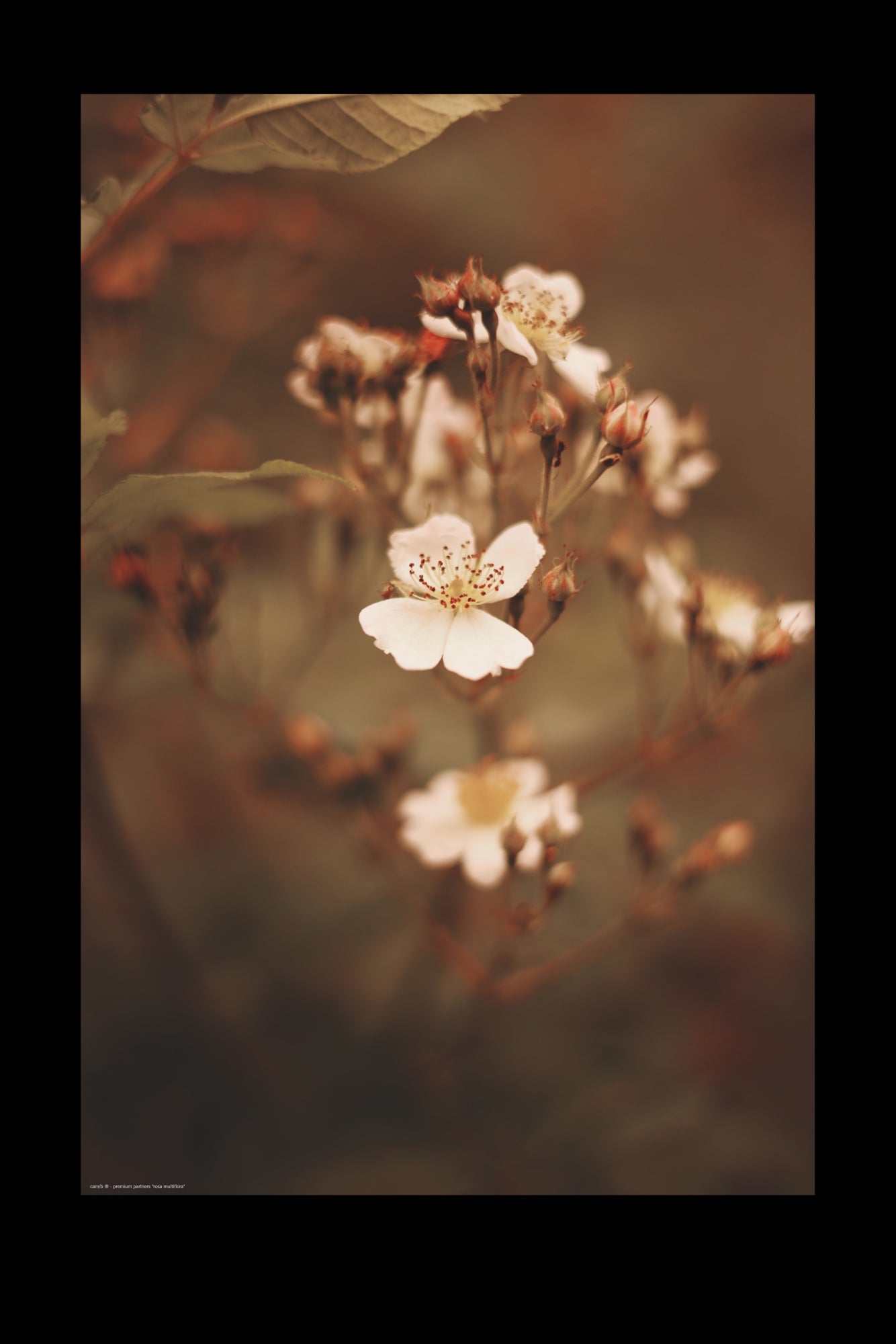 Wandbild "rosa multiflora"