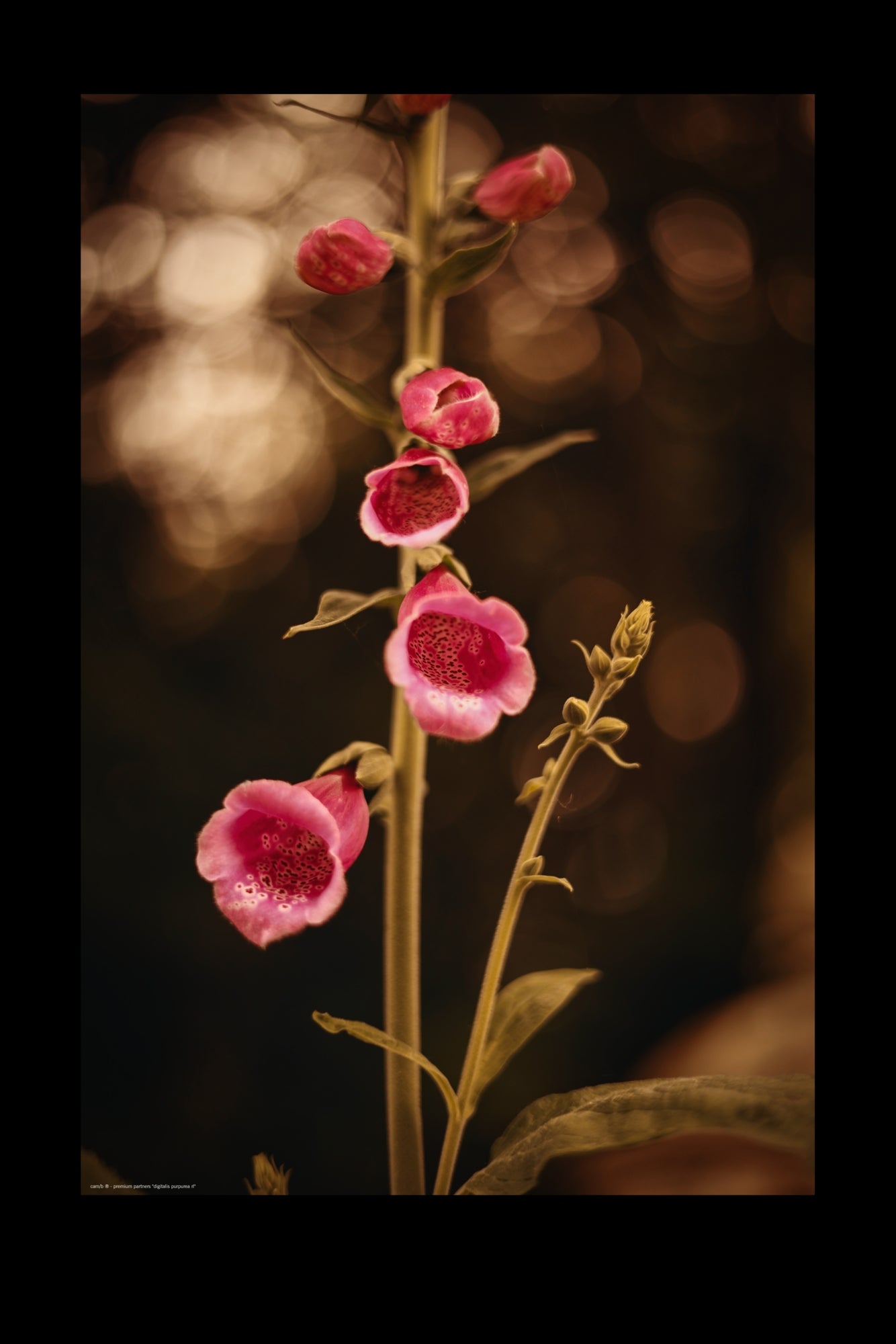 Wandbild "digitalis purpurea rl"