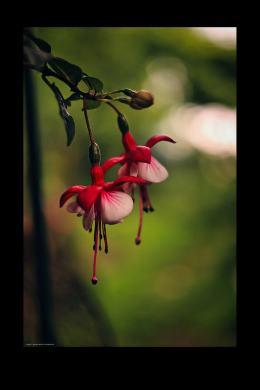 Wandbild "fuchsia hybrida"