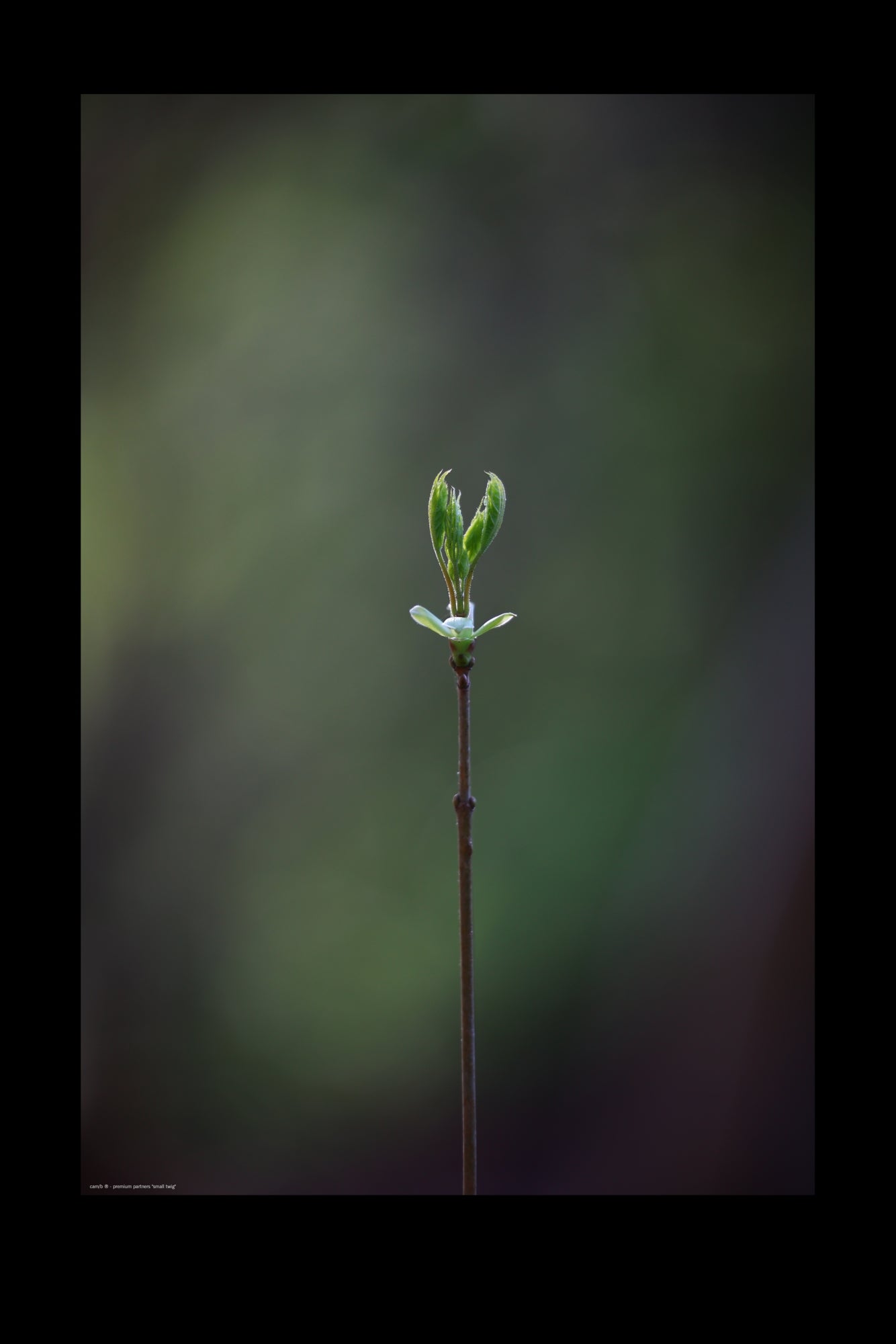 Wandbild "small twig"