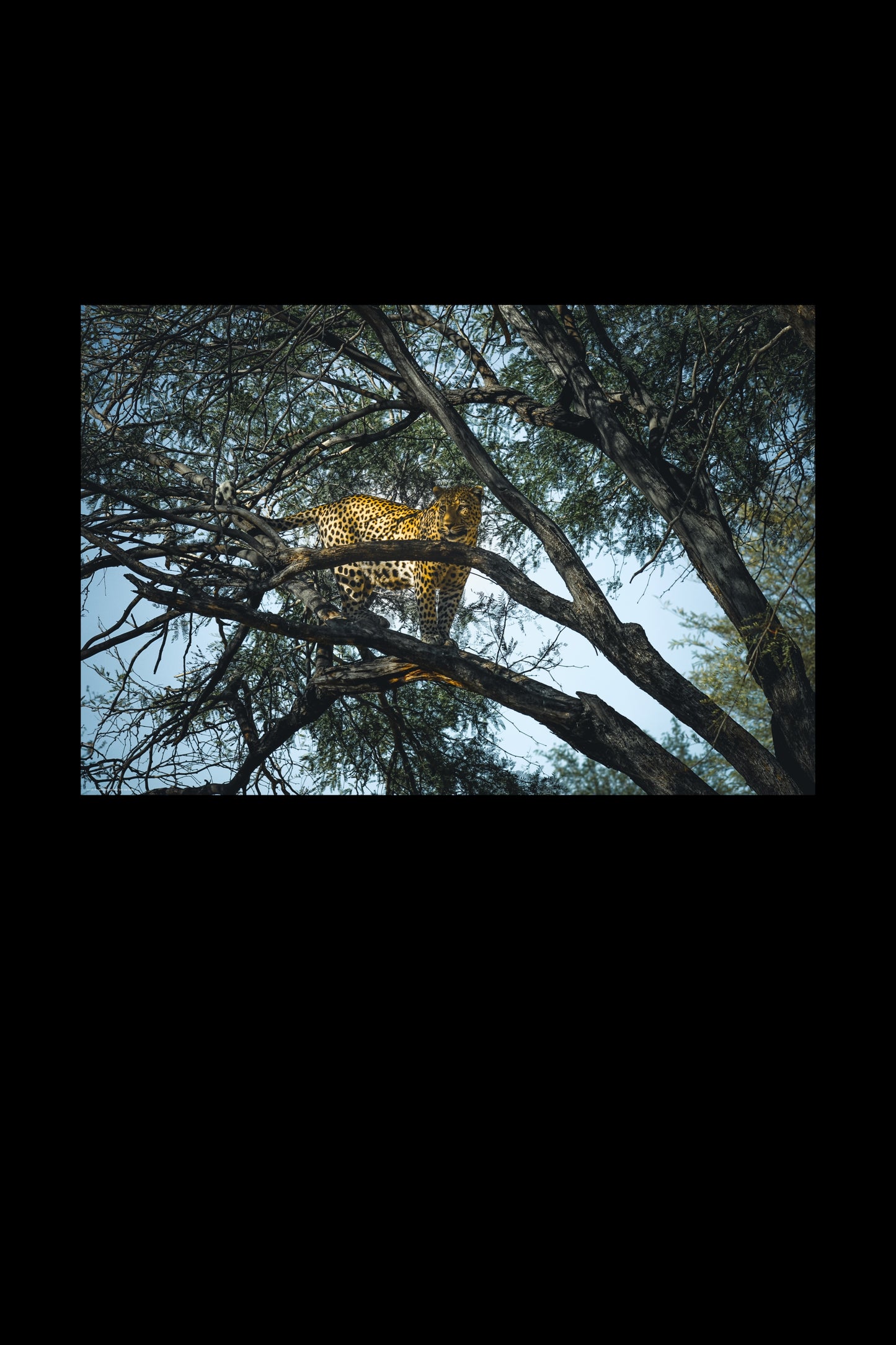 Wandbild "just one look"