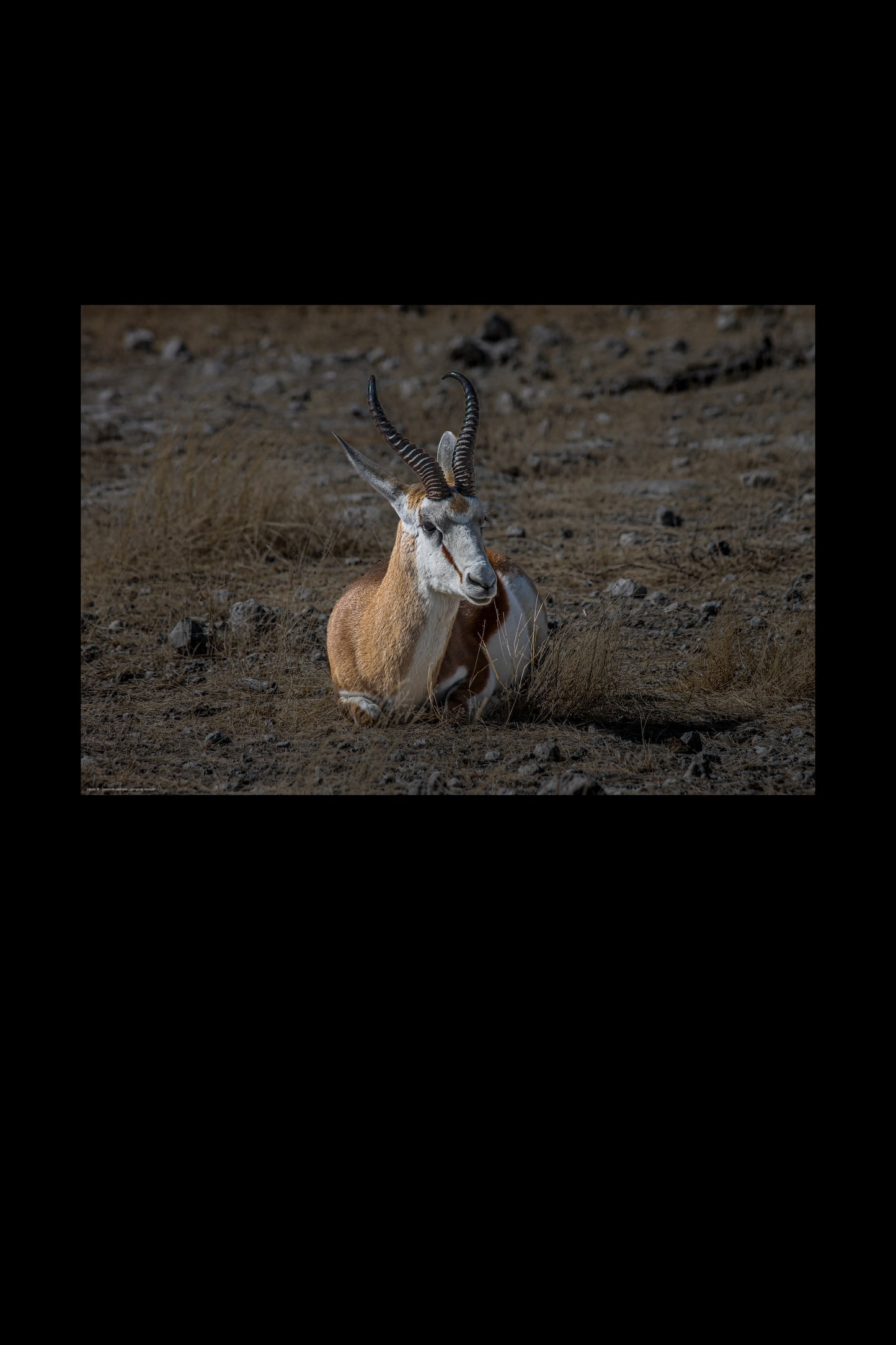Wandbild "springbok lifestyle"
