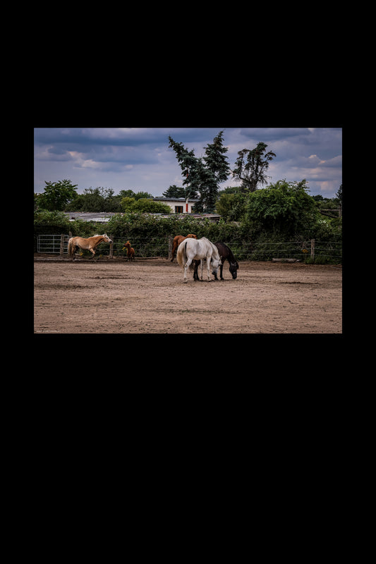 Wandbild "little pony"