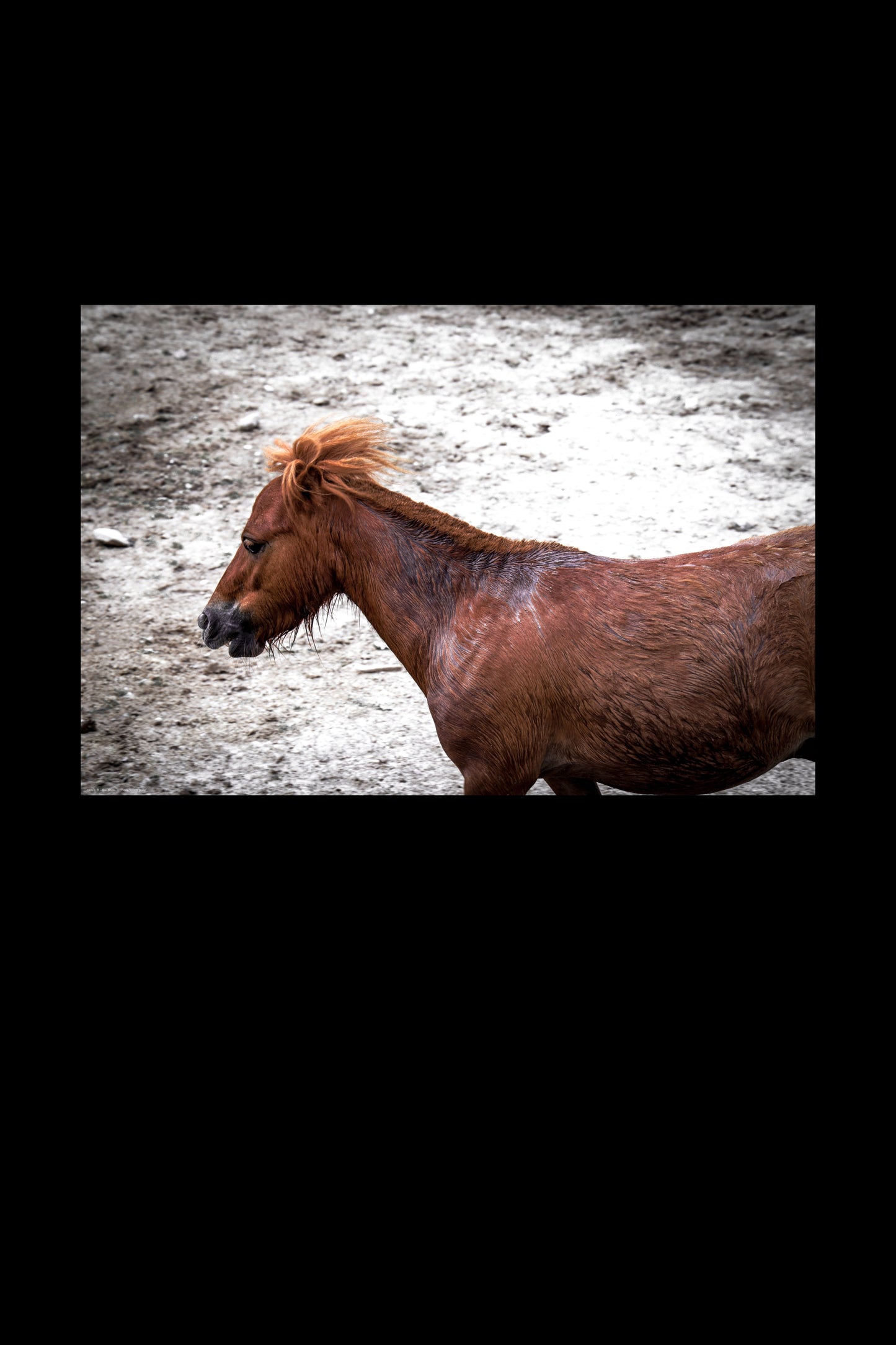 Wandbild "lonely pony"