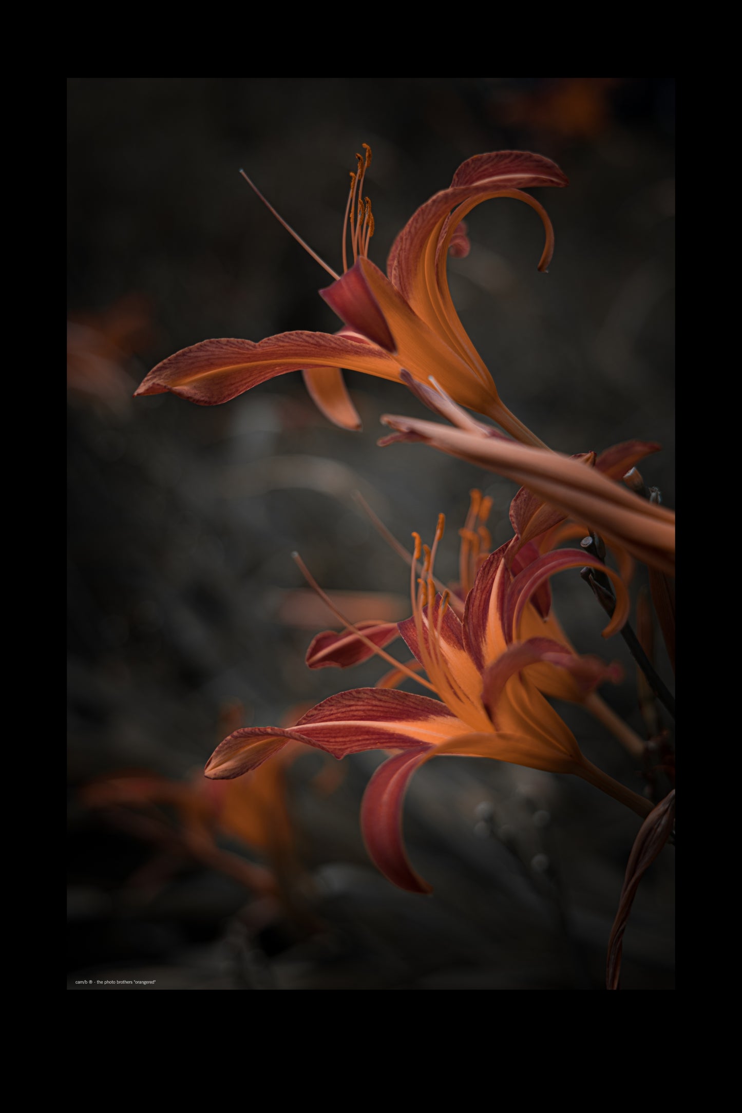 Wandbild "orangered"