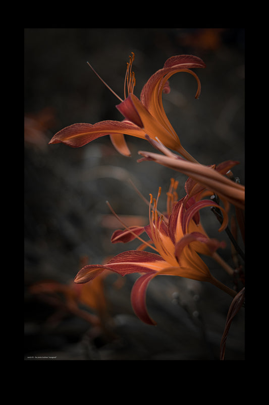 Wandbild "orangered"
