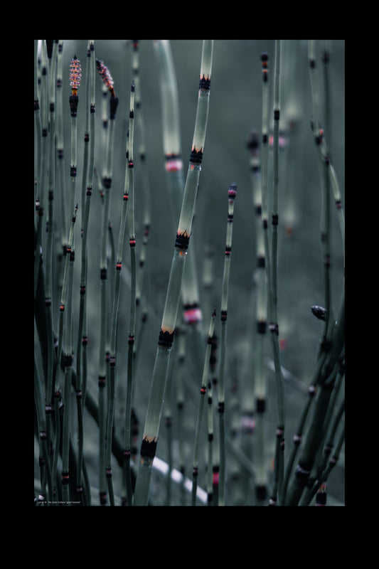 Wandbild "giant horsetail"