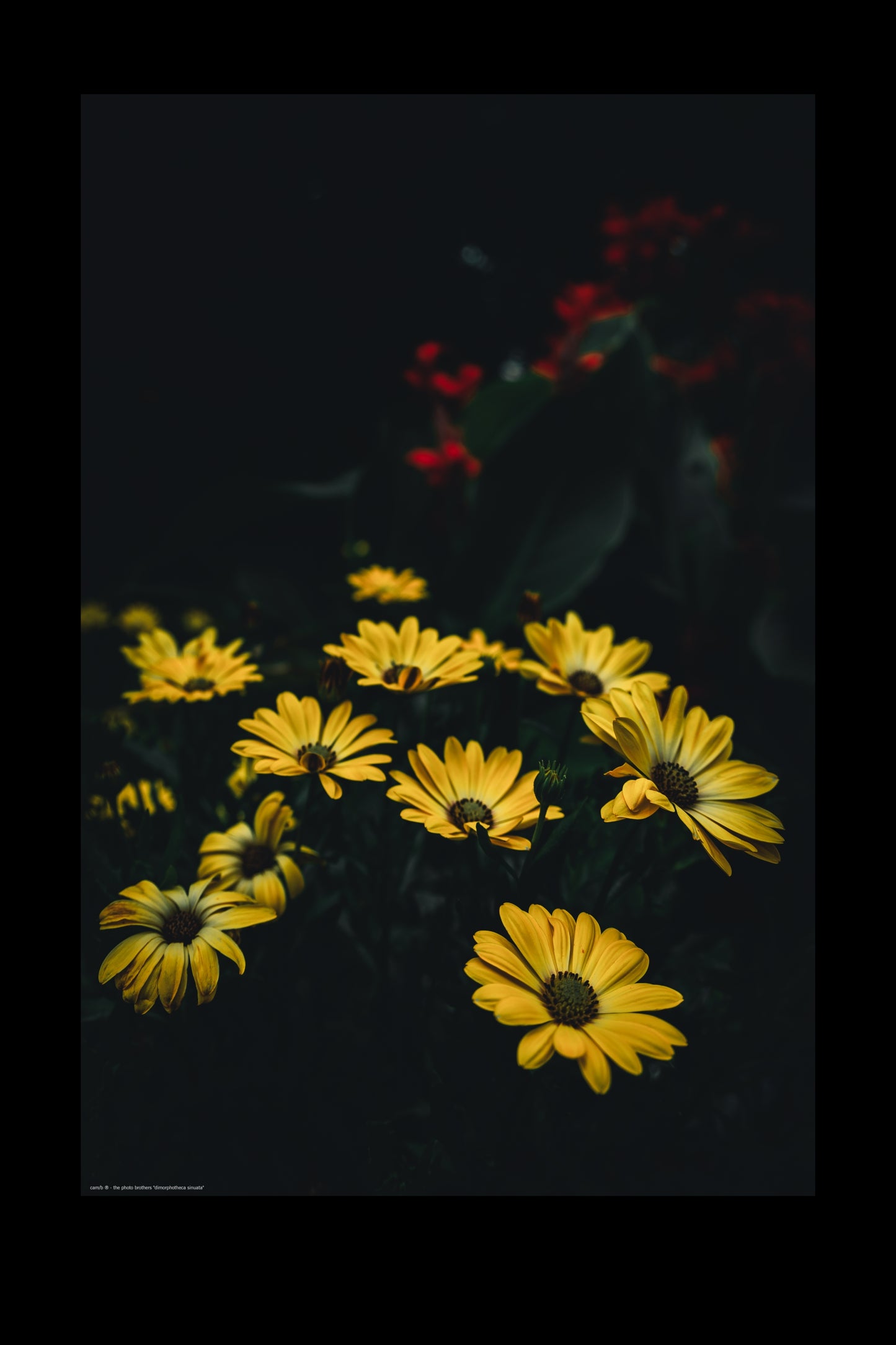 Wandbild "dimorphotheca sinuata"