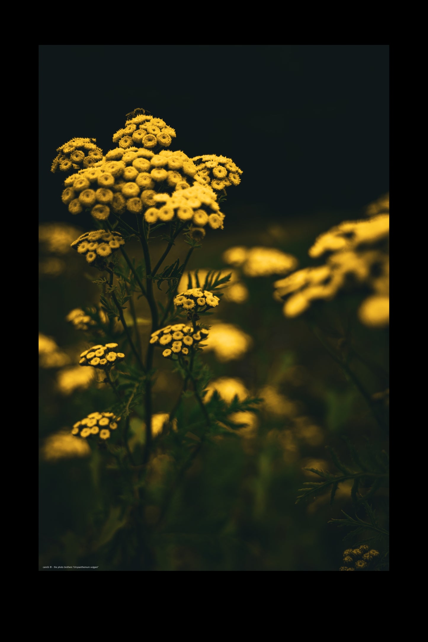Wandbild "chrysanthenum vulgare"