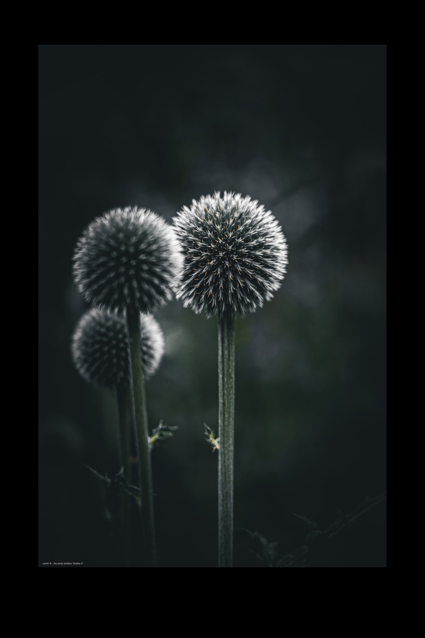 Wandbild "thistles rl"