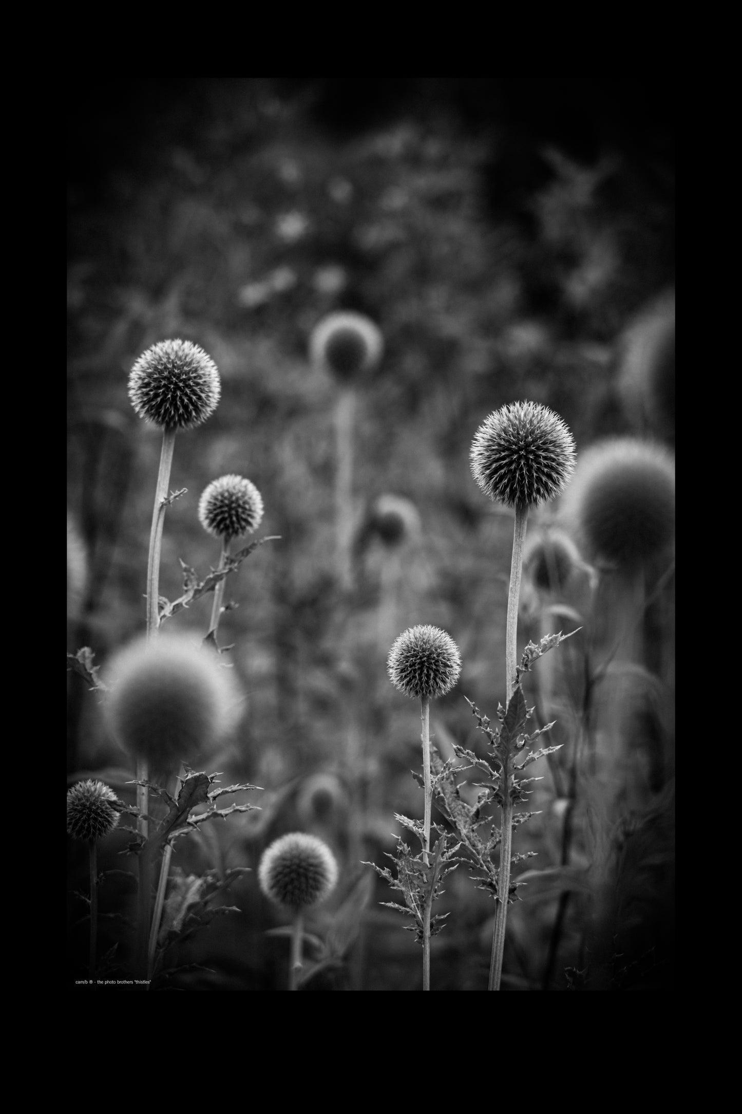 Wandbild "thistles"