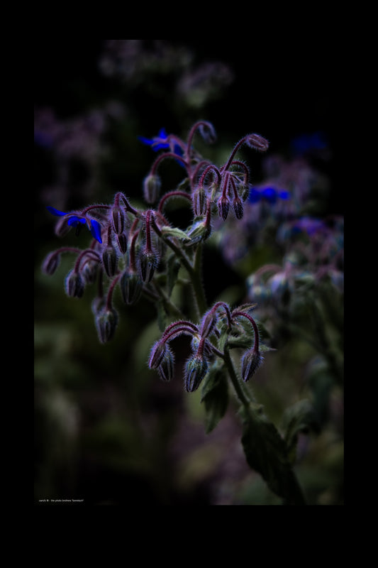 Wandbild "borretsch"