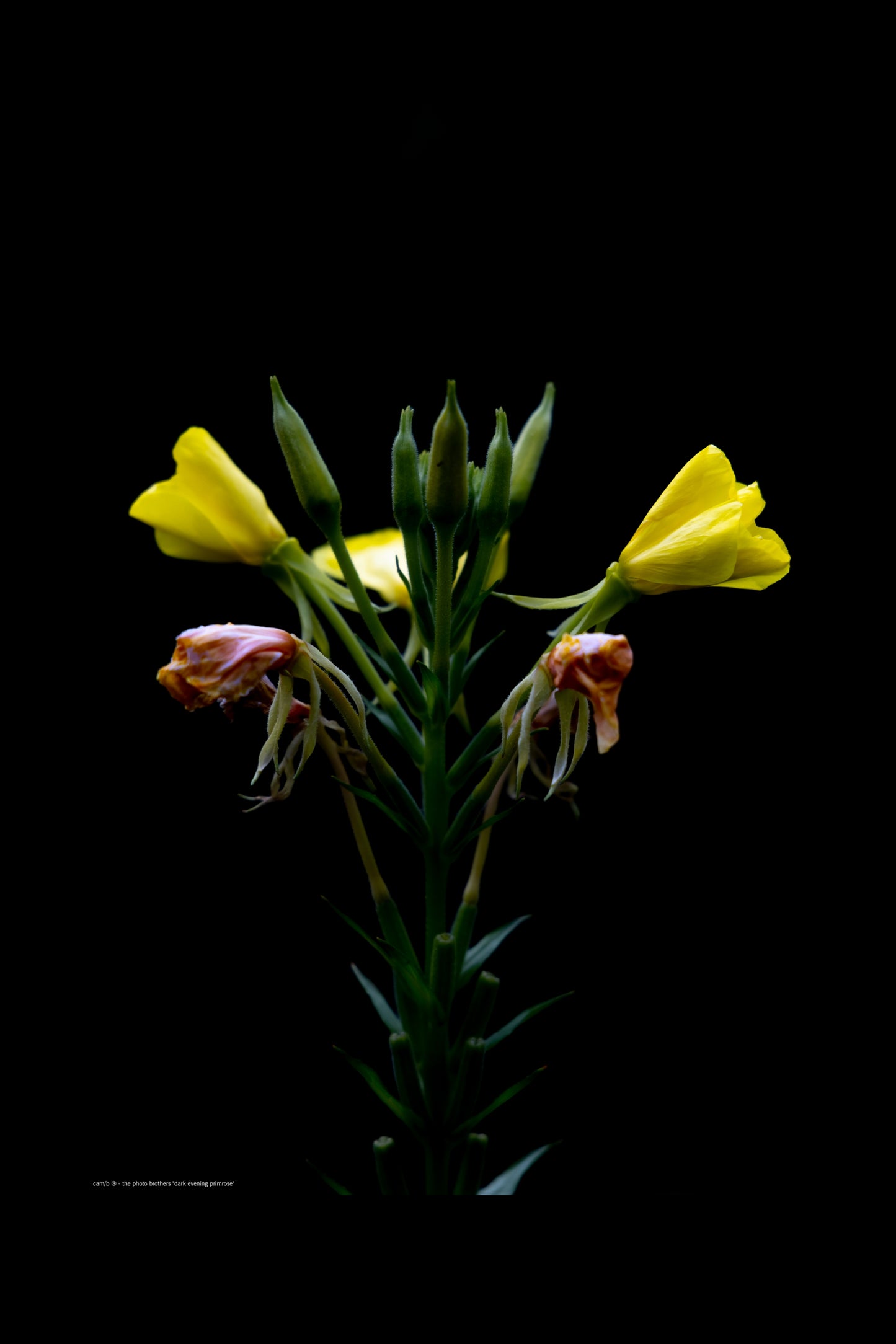 Wall Art "dark evening primrose"