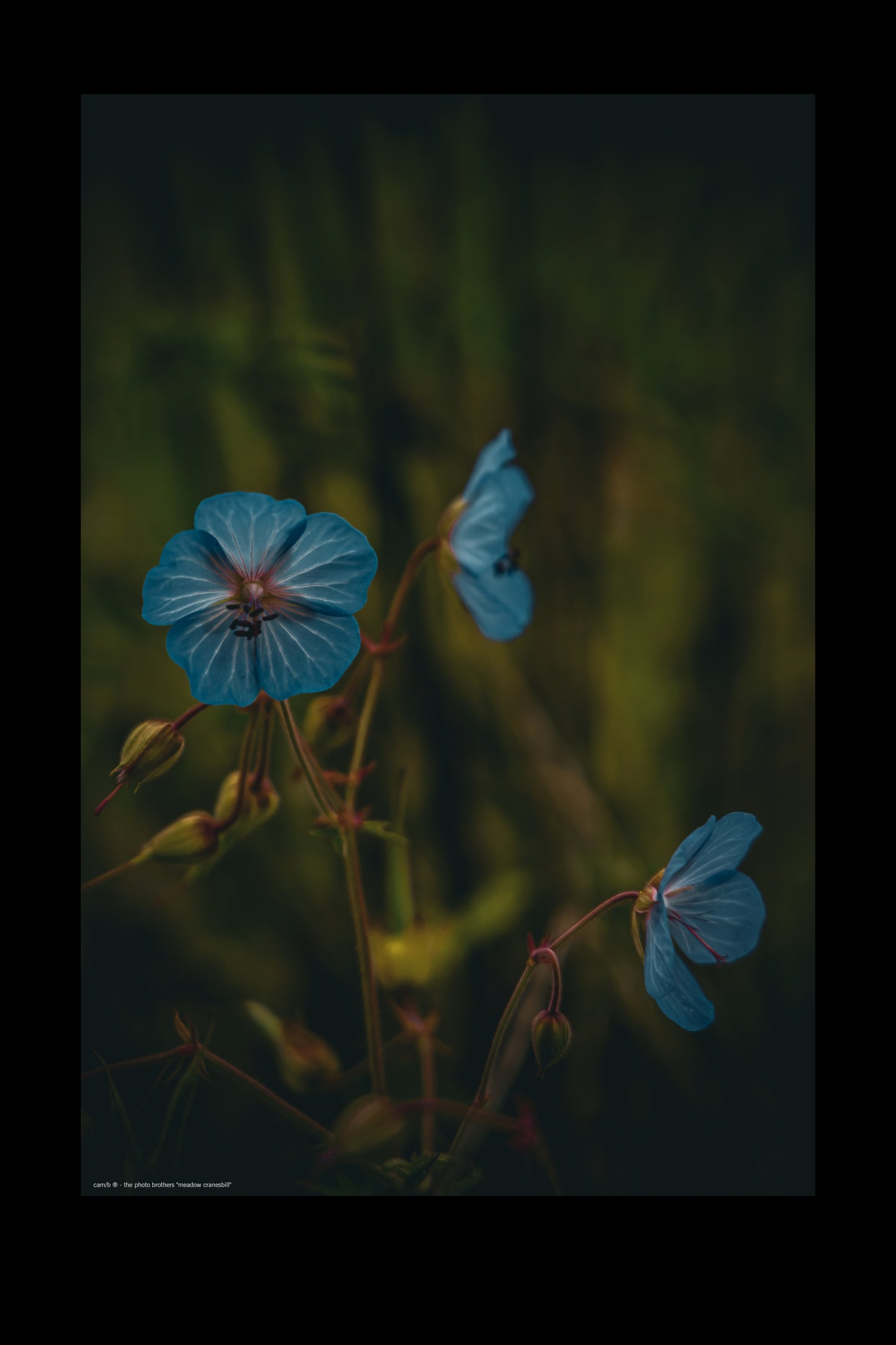 Wandbild "meadow cranesbill"