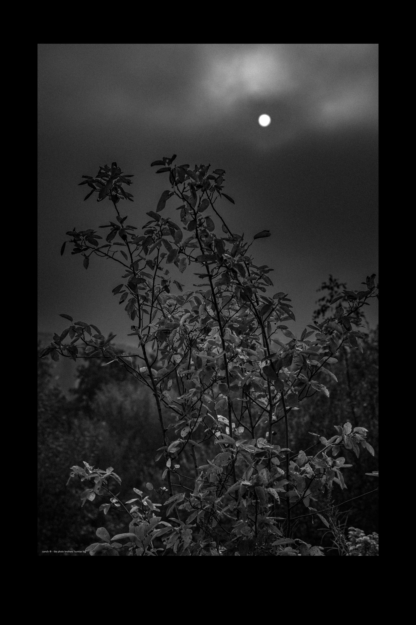 Wandbild "sunrise fog"