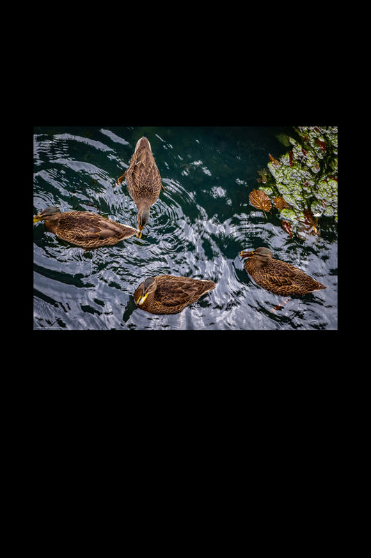 Wandbild "duck dance"