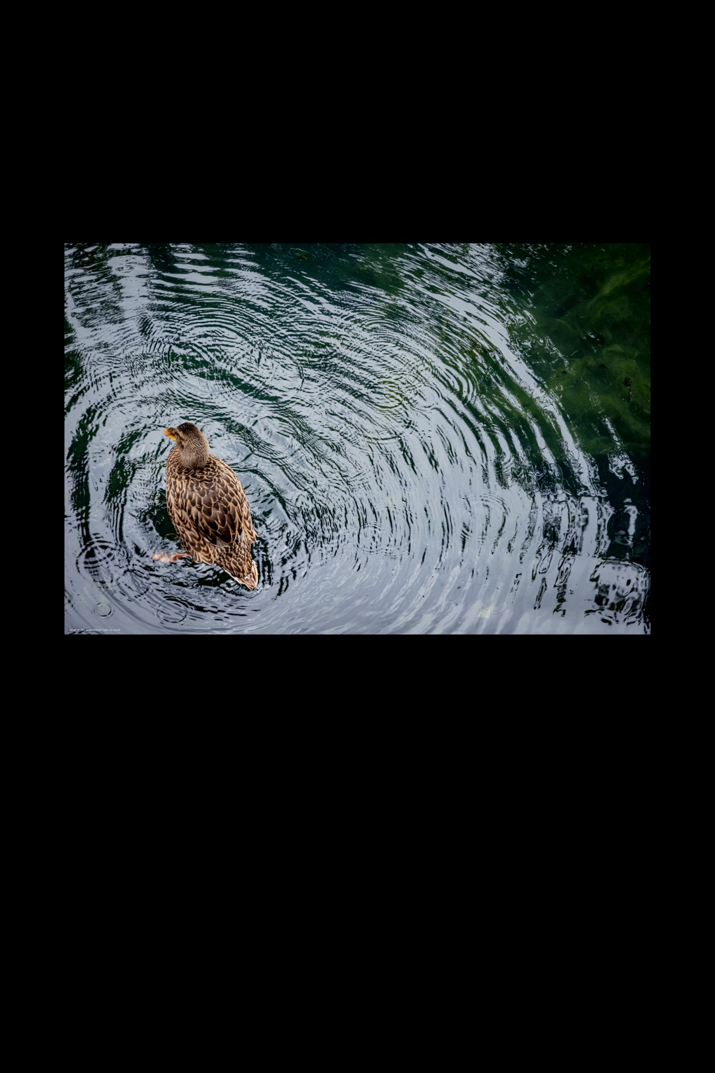 Wandbild "spin me round"