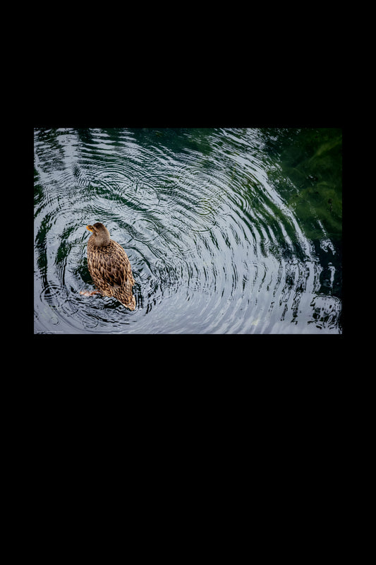 Wandbild "spin me round"