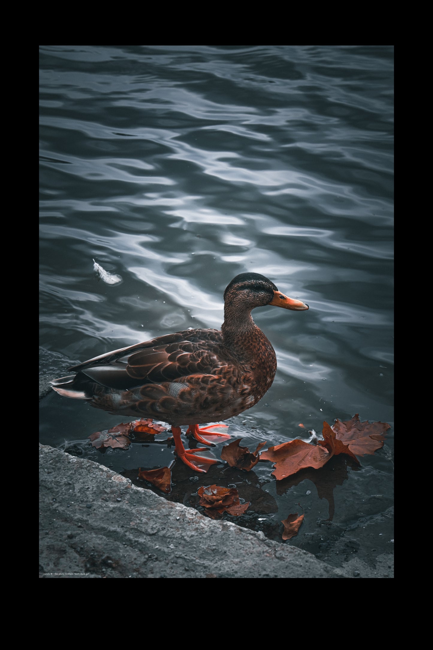 Wandbild "duck duck go"